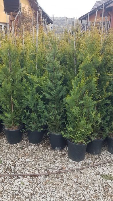 Vând plante ornamentale diferite specii