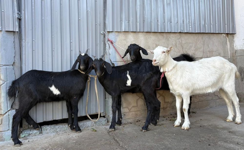 Таза англонуби занен буаз ешкілер ешкы ешкі коза козы