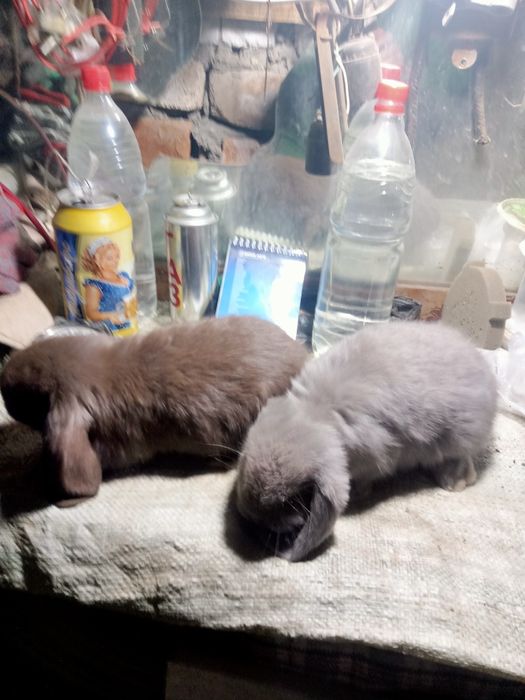 Продаются   крольчата