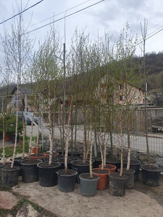 Mesteacan alb la ghiveci, mesteacan cu coaja alba, mesteacan decorativ
