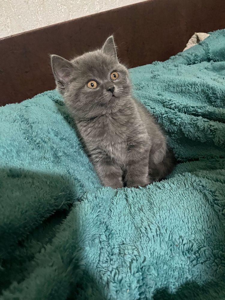 British shorthair