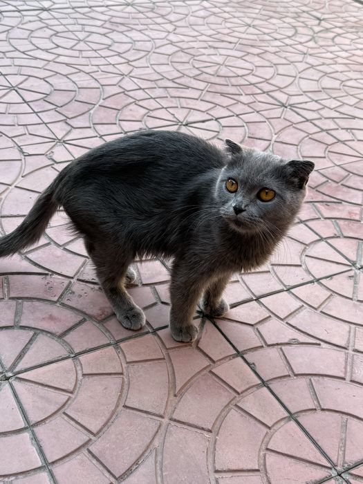 Scottish fold mushuk