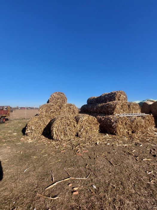 Vand baloti de porumb / panusi