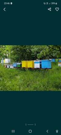 Vând miere de albine stupină la pădure