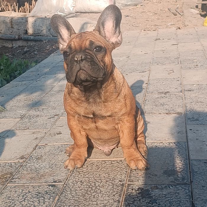 ПРОДАЕТСЯ ,щенок французского бульдога