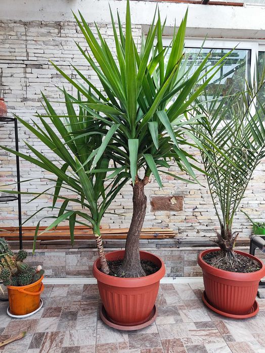 Палма Юка,на 15 години