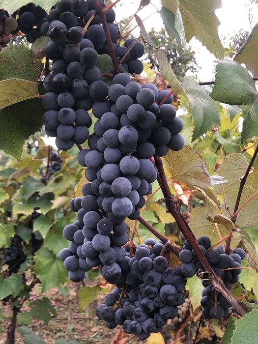 Struguri pentru vin