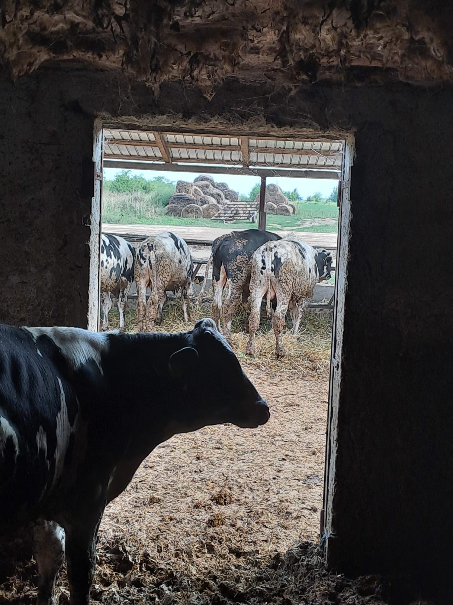 Vând viței de carne