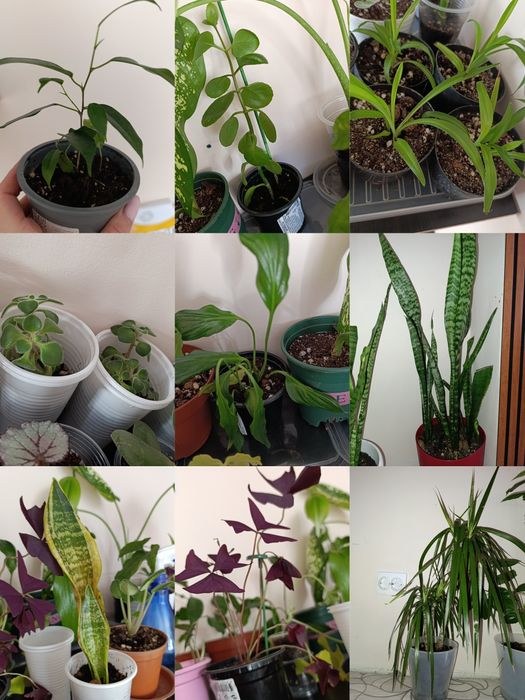 Продам комнатные растения