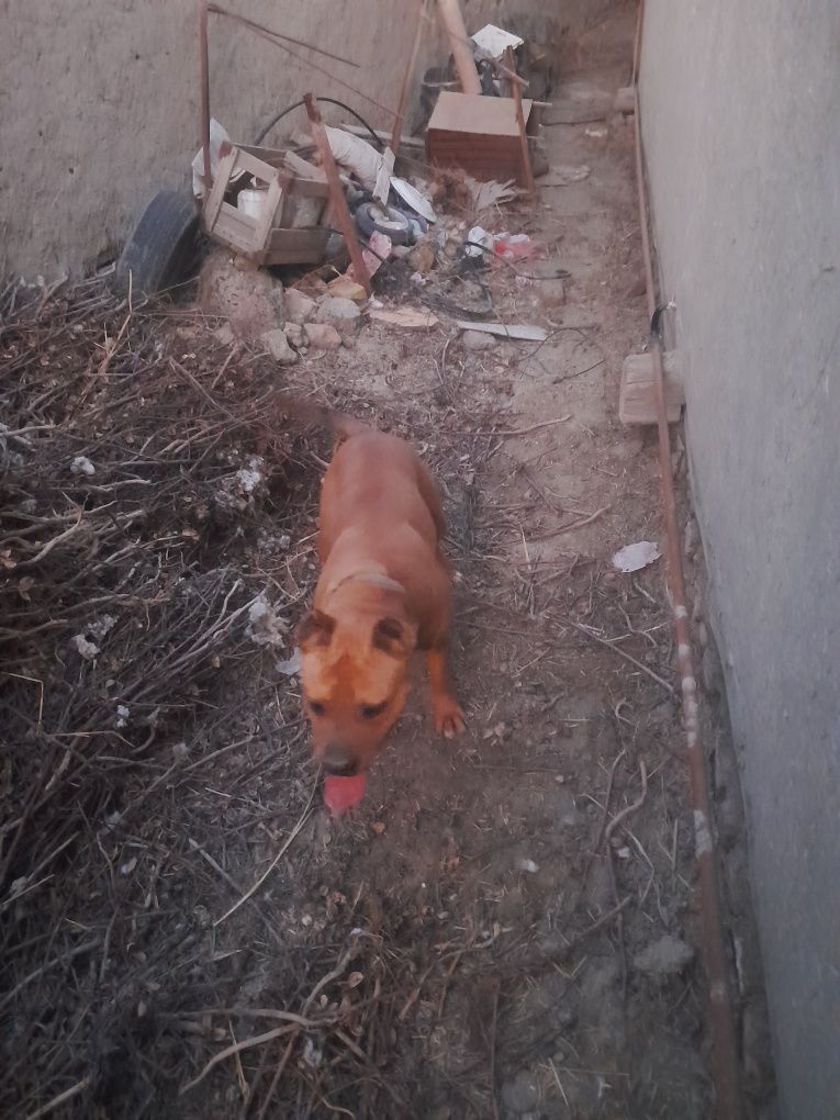 It pidbul sotiladi