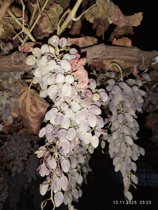 Отдам виноград ( розовый )