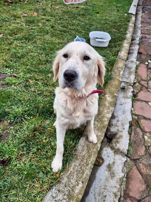 Продавам 3 малки Golden Retriever кученца – на 2 месеца