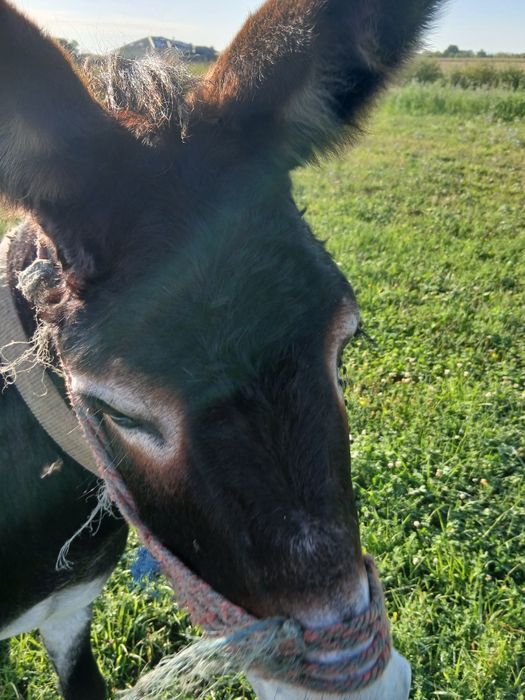 De vânzare un magar