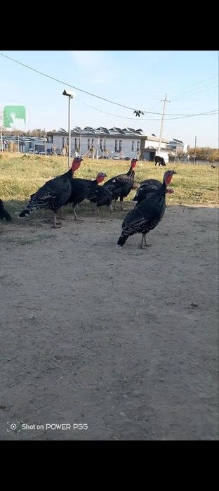 Kurka sotiladi srochna