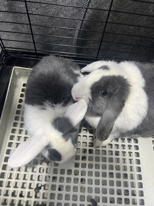 Куен кролик самка годовалая и детеныш 4 х месячный