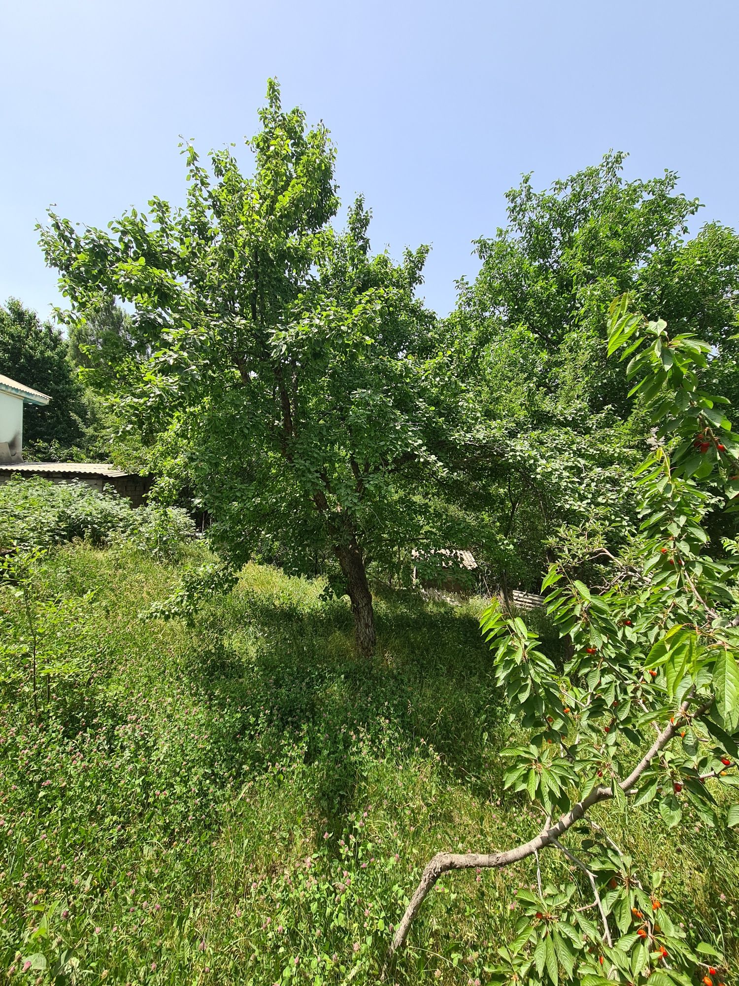 Dacha sotiladi yangiobod angren