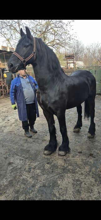 Armasar friesian