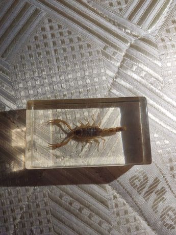 Scorpion în sticlă