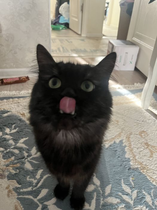 Отдам все вместе с котом