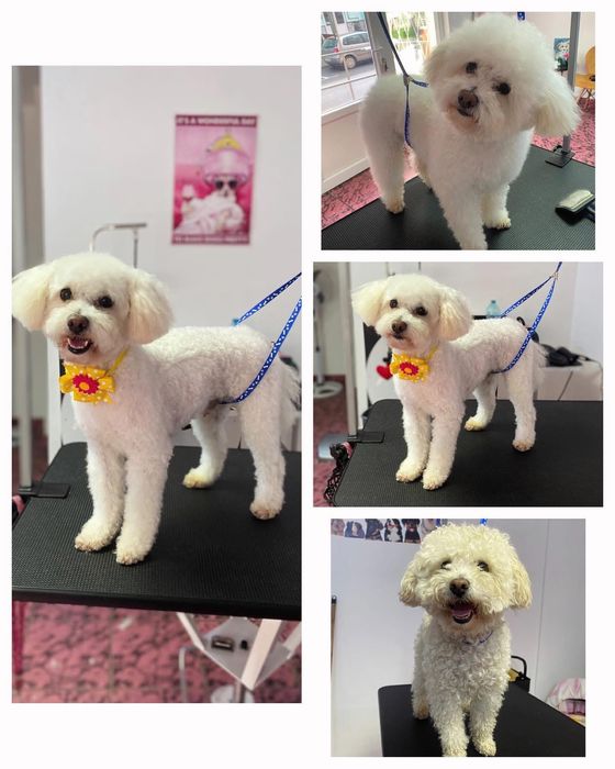 Toaletaj Canin IuliaS