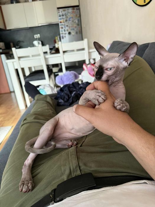 Котка канадски сфинкс