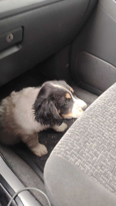 Щенок спаниель. Продам