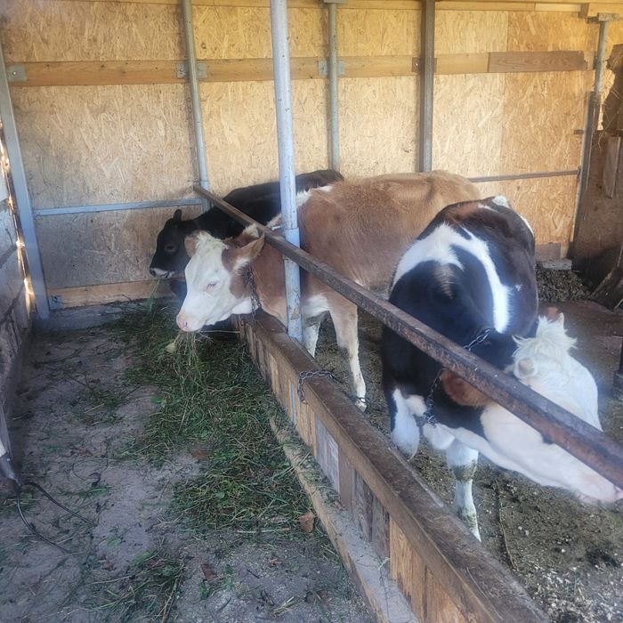 Vând vițele frumoase.