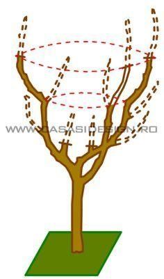 taieri de rodire si formare a pomilor fructiferi