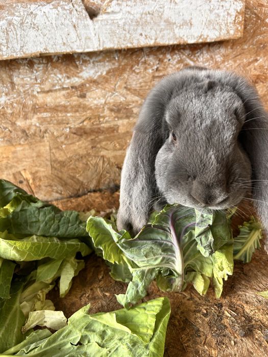 Iepuri Berbec German