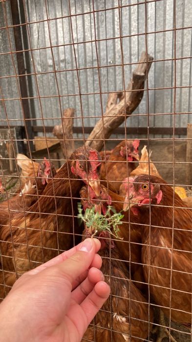 Куры Родонит/Ломан Браун