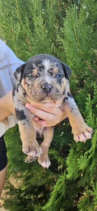 Американско Були Покет