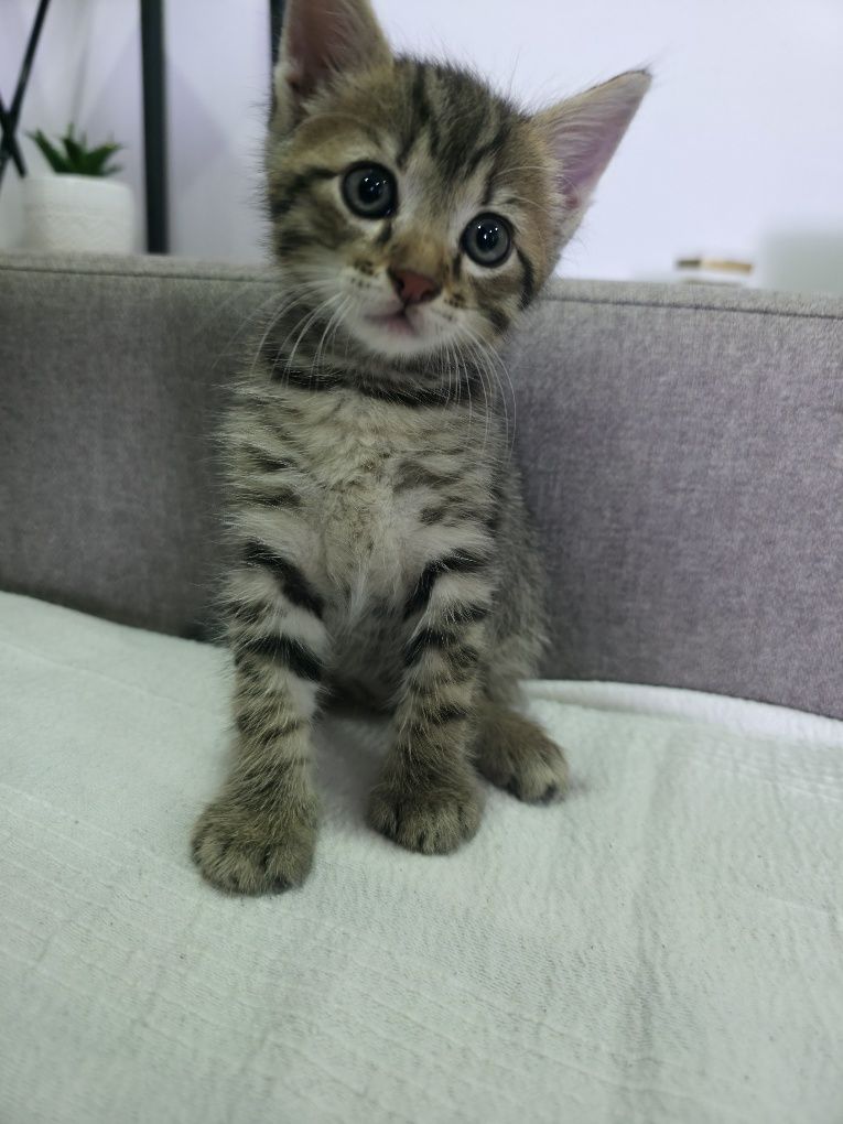 Pisicuta pt adoptie