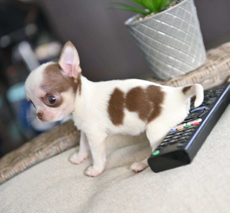 Мъжко миниатюрно чихуахуа бяло шоколадово