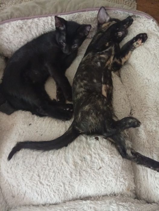 Pisicuțe de apartament pentru adoptie