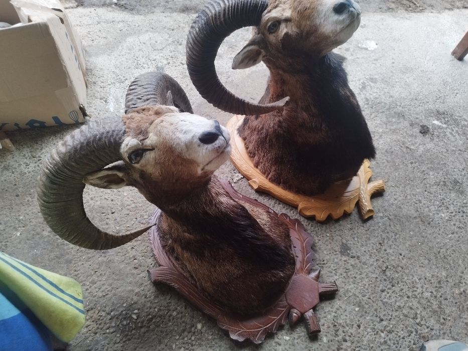 Trofee de vânzare 1500 lei cerb 2000 lei muflon