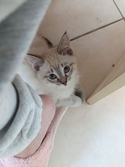 СРОЧНО ! Сегодня  Продам шотландского котенка, срочно !