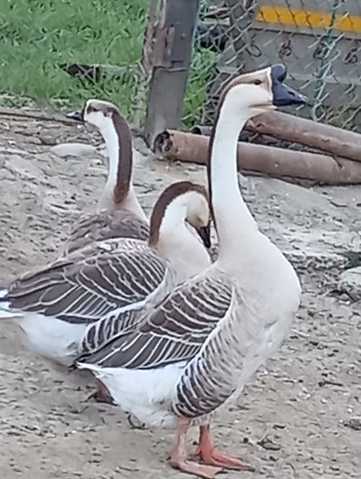 Gâște chinezesti