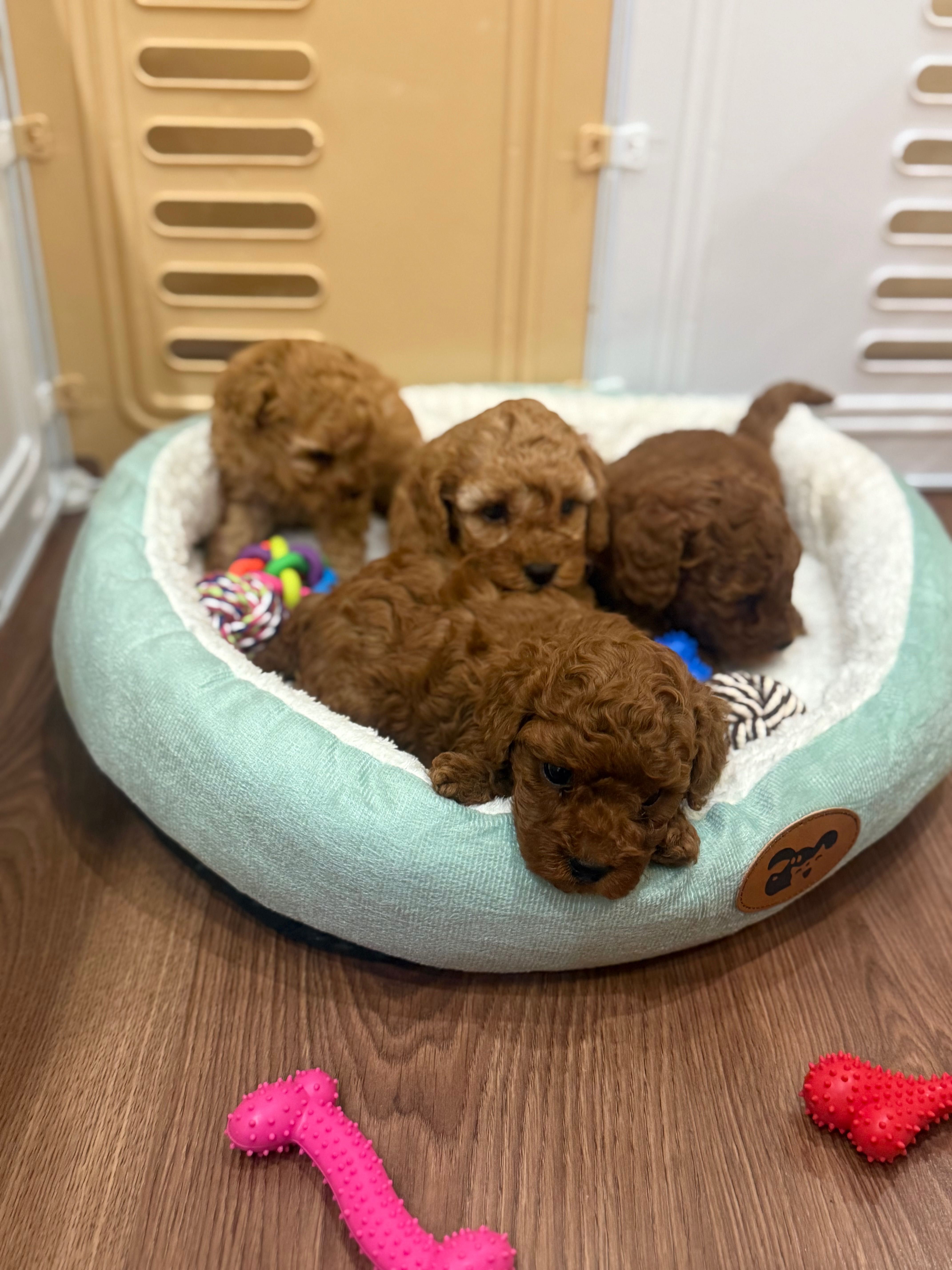 Той Пудел / Poodle Toy