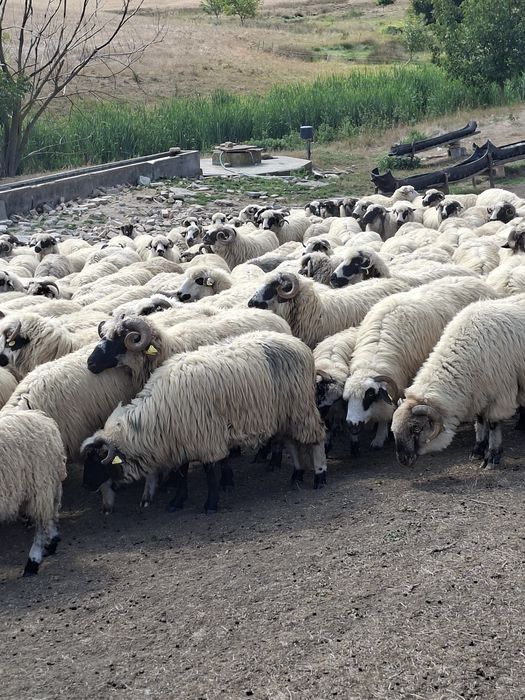 Spre vânzare 300 de oi și berbeci