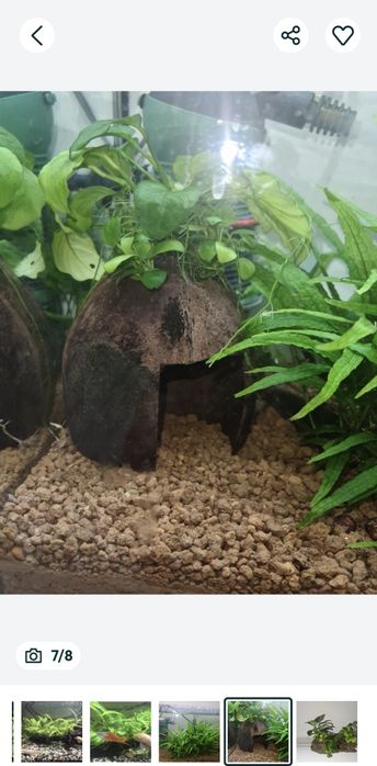Creveti red sacura și decoruri cu plante prinse natural pe ele