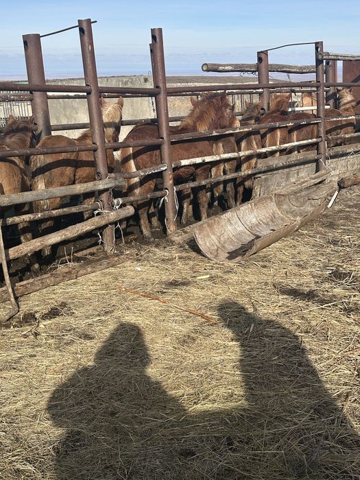 100 бас жабагы сатылады оптым.      Еркек ургашы аралас.   Иии ииии ии