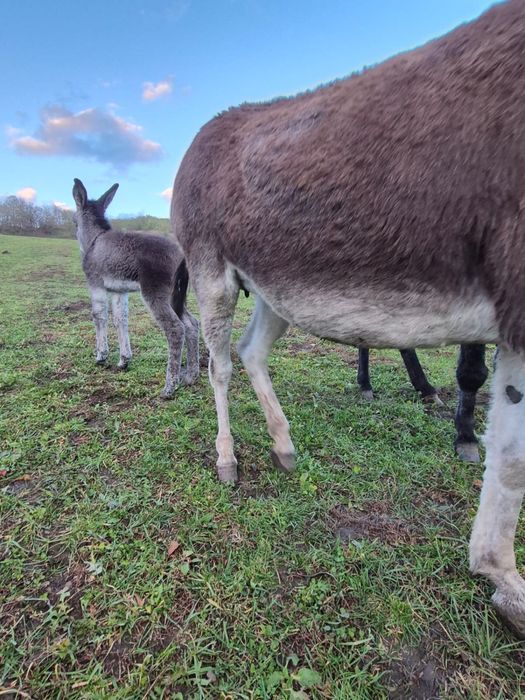Magarita de vanzare cu pui