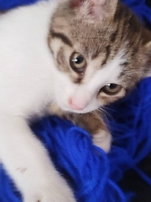 Donez motan în vârstă de 4 luni.