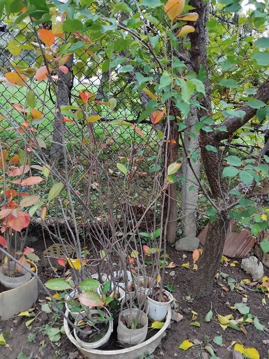 АРОНИЯ която се отглежда извън града.