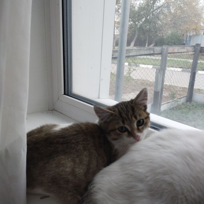 Отдам котенка котик 3 месяца в добрые руки.