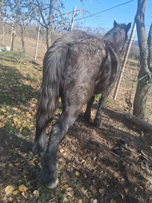 Vind minz un an jumate