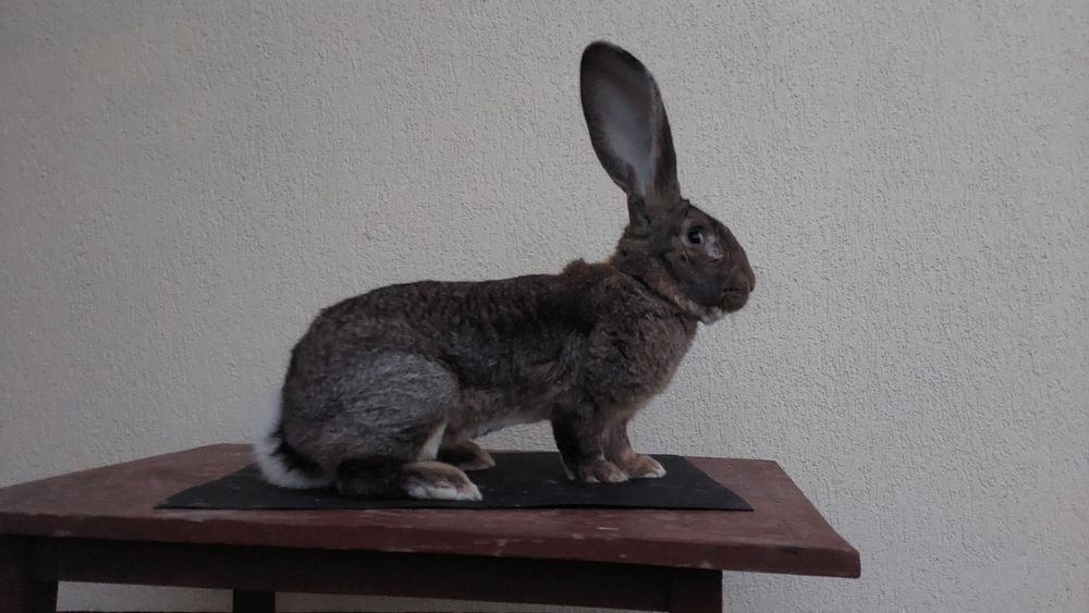 Iepuri uriași germani gri mascul și femele