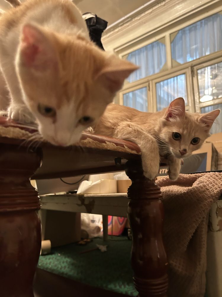 Животные,котята.