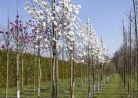 Magnolia copac sau tufa 2m - 3m - 4m, copac cu flori