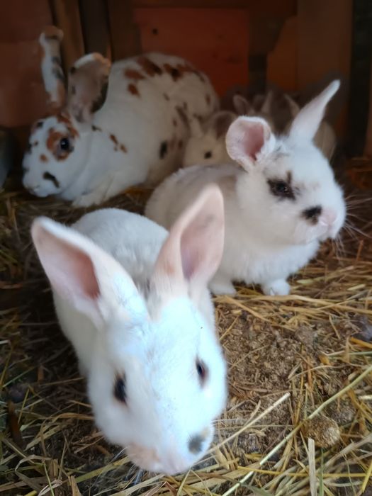 Ocazie iepurași Rex tricolor și dalmațian